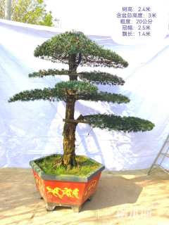 容器苗造型罗汉松