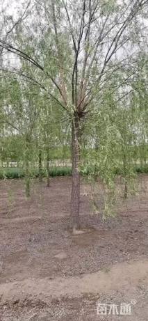 13公分青皮垂柳