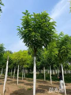 8公分香花槐