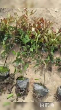 25公分红叶石楠