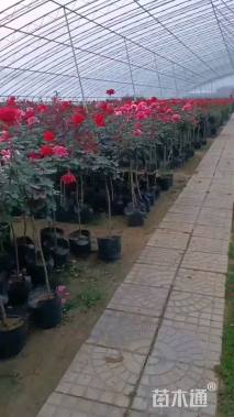 高度120厘米月季