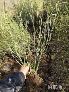 高度100厘米棣棠