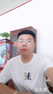 8公分榆树