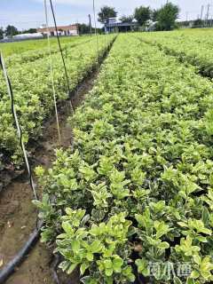 高度40厘米金边黄杨