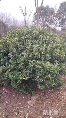 冠幅180厘米大叶黄杨球