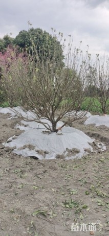 高度250厘米砂糖桔容器苗