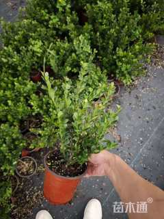 高度30厘米完美冬青