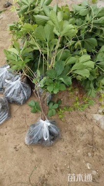 60厘米五叶地锦