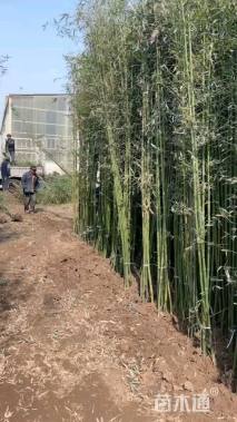 地栽苗毛竹