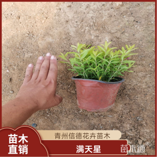 高度10厘米满天星