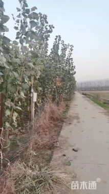 5公分杨树