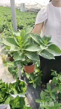 高度30厘米绣球