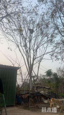 30公分凤凰木