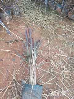 高度30厘米紫叶狼尾草