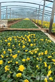 高度15厘米三色堇
