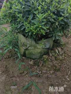 高度60厘米春鹃