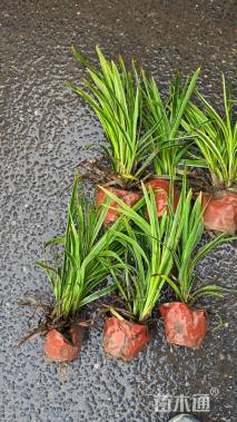 高度25厘米金边阔叶麦冬