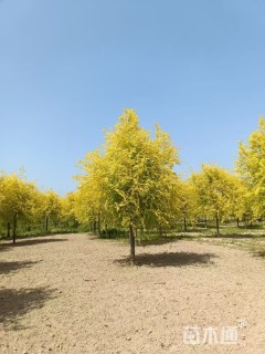13公分金叶榆