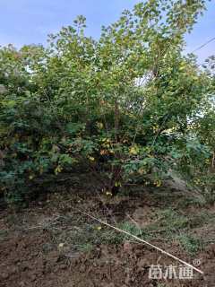高度350厘米丛生黄栌