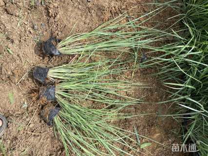 高度20厘米芒草