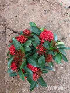 高度30厘米泰国龙船花