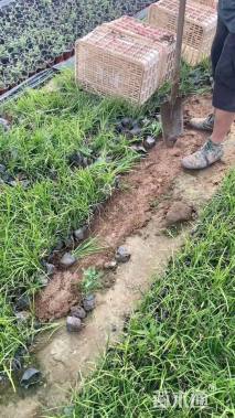 高度10厘米麦冬