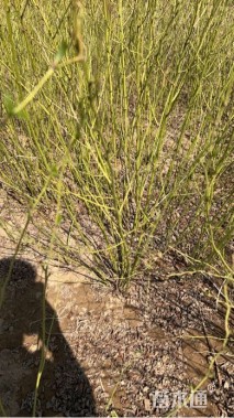 高度150厘米棣棠