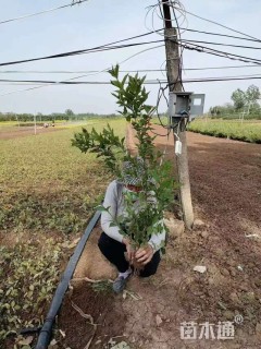 高度40厘米红王子锦带