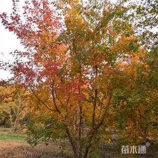 高度400厘米丛生五角枫