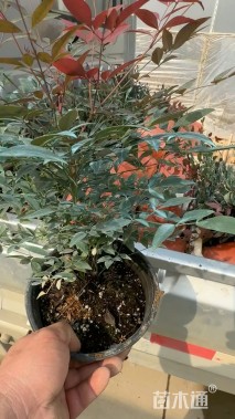 高度40厘米南天竹