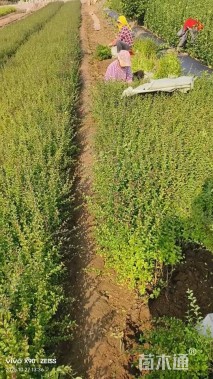 高度35厘米小叶女贞小苗