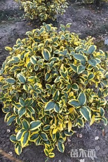 冠幅60厘米金边胡颓子球