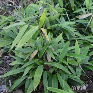 地栽苗阔叶箬竹