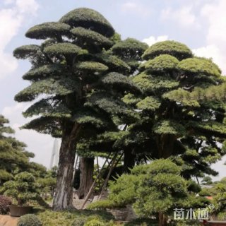 15公分造型松