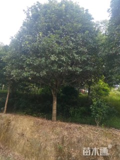8公分桂花