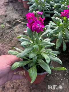 高度20厘米紫罗兰