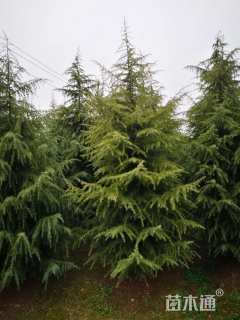高度650厘米雪松