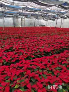 高度30厘米一品红