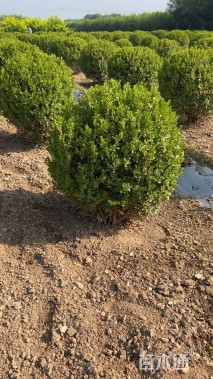 冠幅80厘米小叶黄杨球