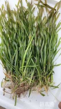 高度10厘米苦草