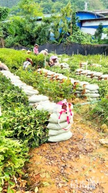 高度40厘米油茶