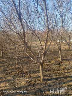 高度400厘米青叶桃