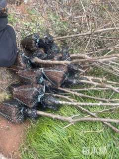 高度100厘米李子树