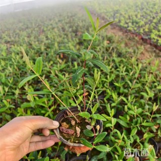 高度40厘米金丝桃