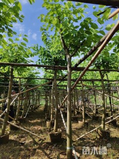 9公分红花羊蹄甲