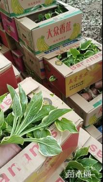 高度20厘米金边玉簪