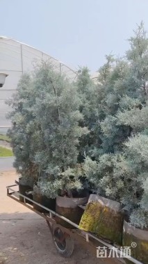 高度80厘米蓝冰柏