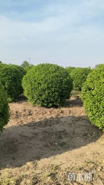 冠幅150厘米卫矛球