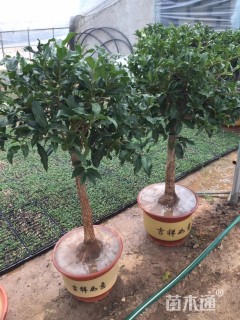 5公分桂花