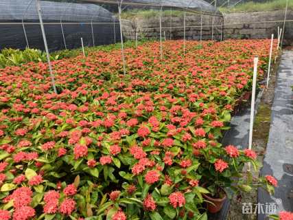 高度40厘米大叶龙船花